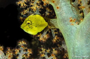 A Juvenile Filefish in Raja Ampat by Norm Vexler 